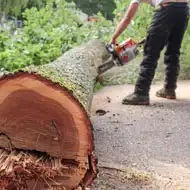 Abattage d'arbres 